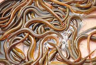 Ricefield eel