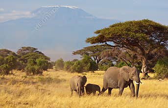 Elephant Family & Kilimanjaro