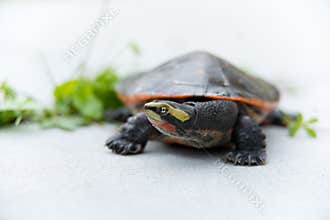 Red-bellied short-necked turtle