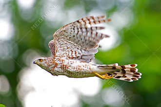 Cooper's Hawk