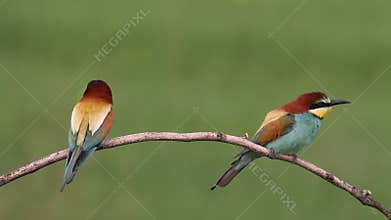European bee eater, Merops Apiaster. Birds sitting on a branch.