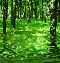 Magic forest near the river