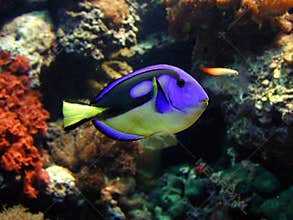 Fish