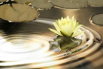 Waterlily ripples