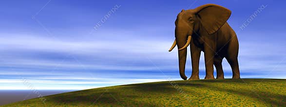 Elephant