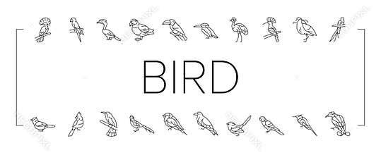 bird exotic animal nature wild icons set vector