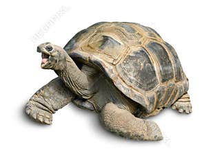 Happy Giant tortoise on white