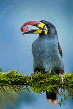 Beautiful colored plate-billed mountain toucan Andigena laminirostris