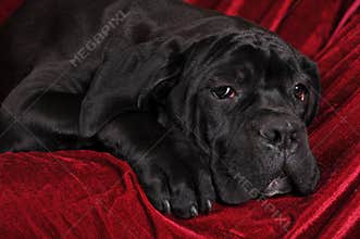 Cane corso portrait lying