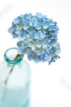 Hydrangea flower