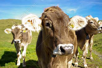 Swiss cows with bells