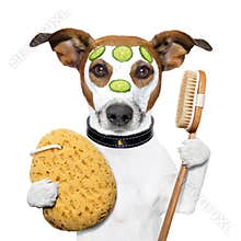 Wellness spa wash sponge dog