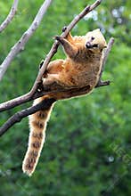 Nasua coati