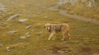 Romania, Carpathians