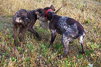 Hunting dogs