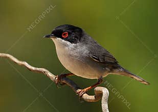 Beautiful Sylvia melanocephala warbler