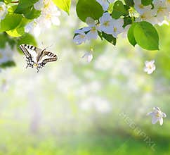 Apple tree blossoms with green leaves Spring flowers and a flying butterfly. Green nature blurred background