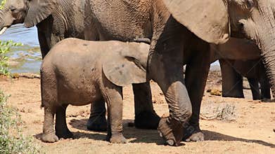 African elephant calf suckling - Addo Elephant National Park