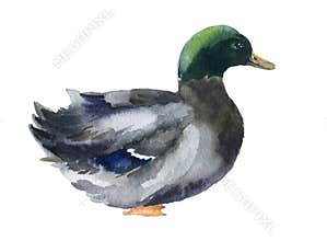 Watercolor duck, farm birds illustartions on the white background