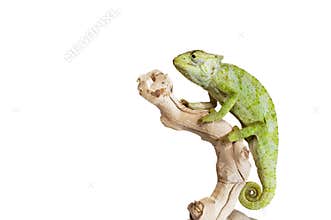Graceful Chameleon