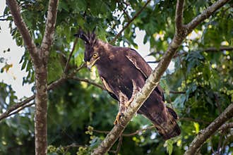 Crowned Eagle