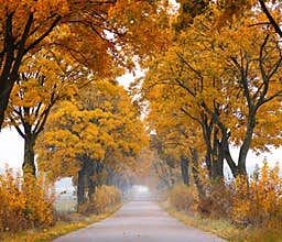 Fall road.