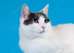 Bicolor japanese bobtail on sky blue