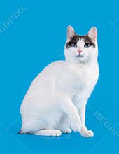 Bicolor japanese bobtail