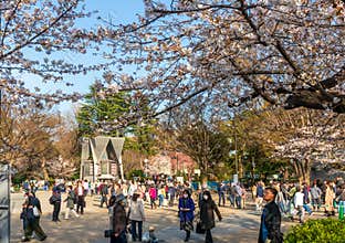 Visitors enjoy cherry blossom (Sakura) in Ueno Park, Tokyo, Japan