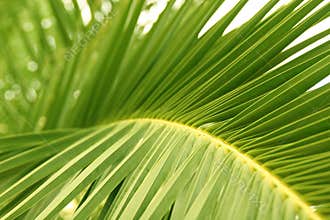 Palm leaf