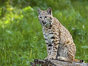 Bobcat lynx cat wildlife animal meadow