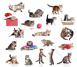 Active kittens collection isolated on white