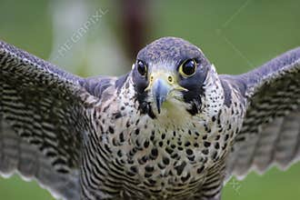 Peregrine Falcon