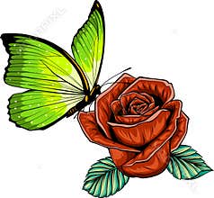 vector illustration of butterfly on rose