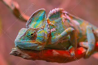 Chameleon close up. Multicolor Beautiful Chameleon closeup reptile with colorful bright skin. Exotic Tropical Pet