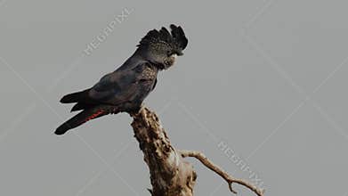 Red tailed black cockatoo in australia