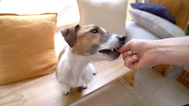 Dog Jack Russell terrier sitting on wooden bench near the window backlight waiting for treat