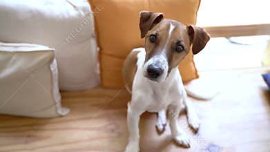 Adorable dog Jack Russell terrier looking at camera and tilting the head