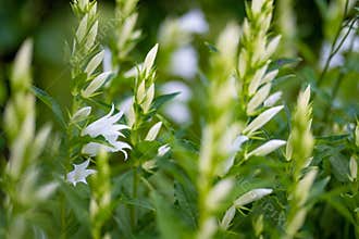 White campanula carpatica blooming in the summer in the garden. White bells close-up