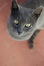 Adorable Cute Animals Dog Cat Pets