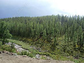 Taiga forest