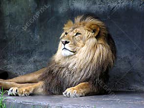 Lion King