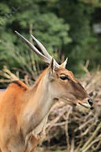 Common eland