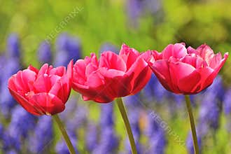 Red Tulips