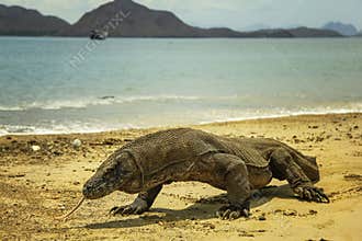 Komodo Dragon Indonesia