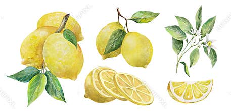Set of illustrations of fruits,flowers,lemon slices.Watercolor hand drawing.