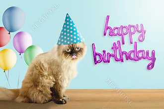 Happy birthday cat