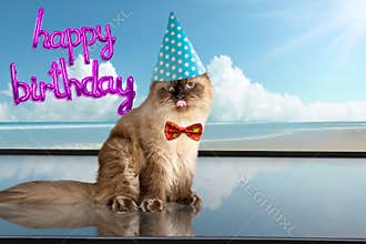 Happy birthday cat