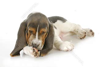 Dog allergies