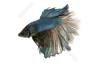 Siamese fighting fish